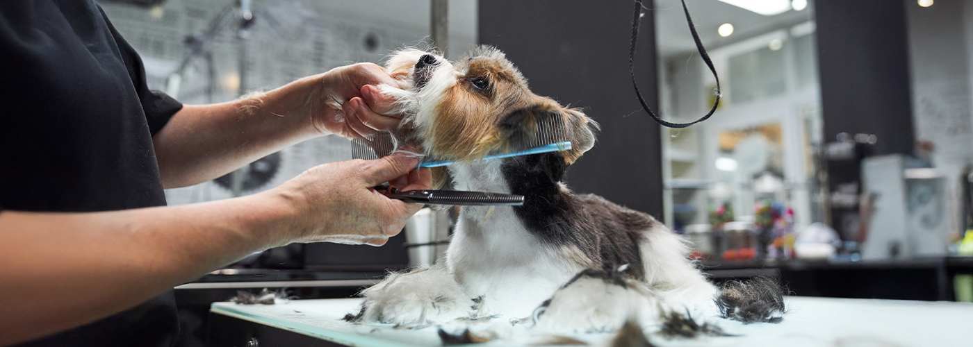 peluqueria canina