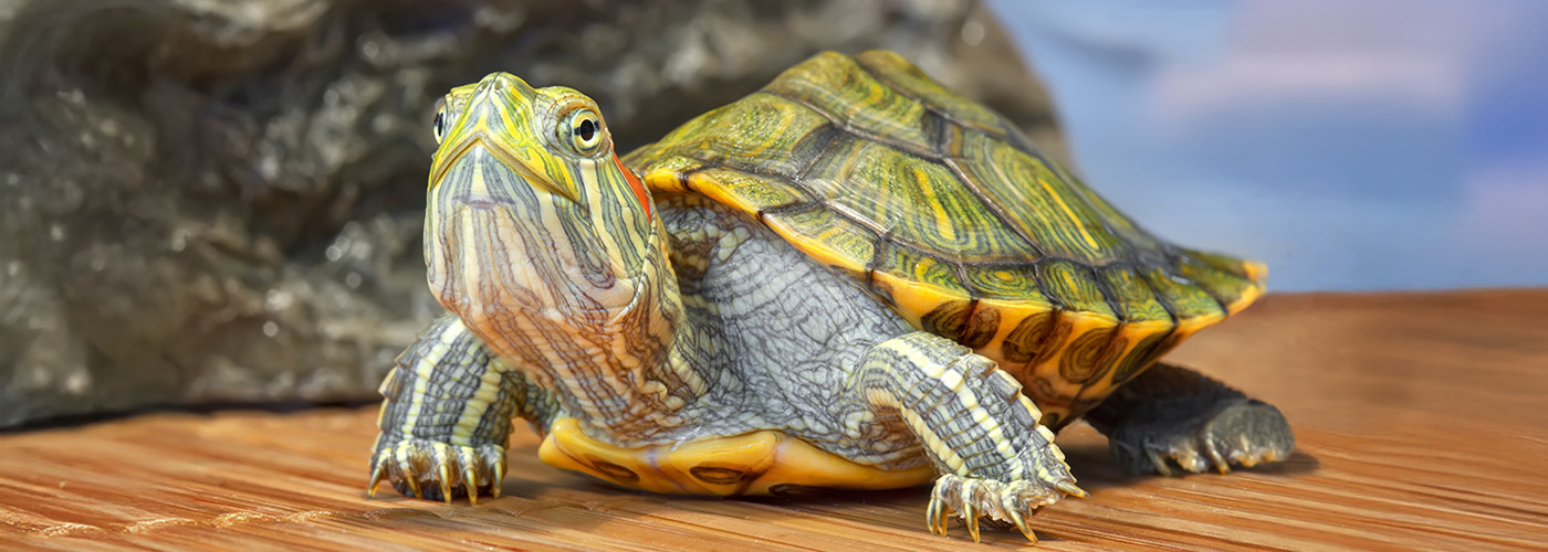 Alimento para tortugas