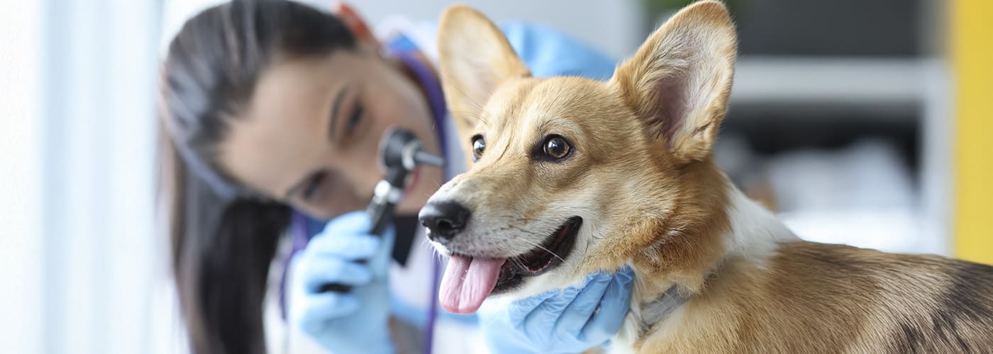 Limpiador ótico para perros: El aliado para prevenir infecciones animales