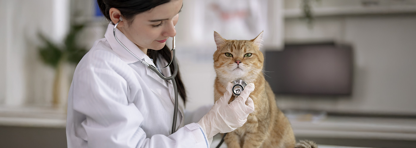 Manejo del paciente difícil: cómo reducir el riesgo laboral y mejorar la eficiencia en la consulta veterinaria