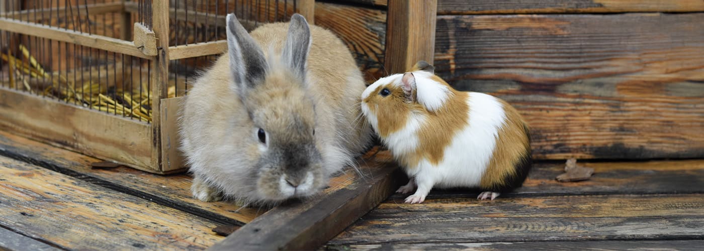 Guia de nutricion especializada: Convierte tu tienda en el referente de mascotas exóticas