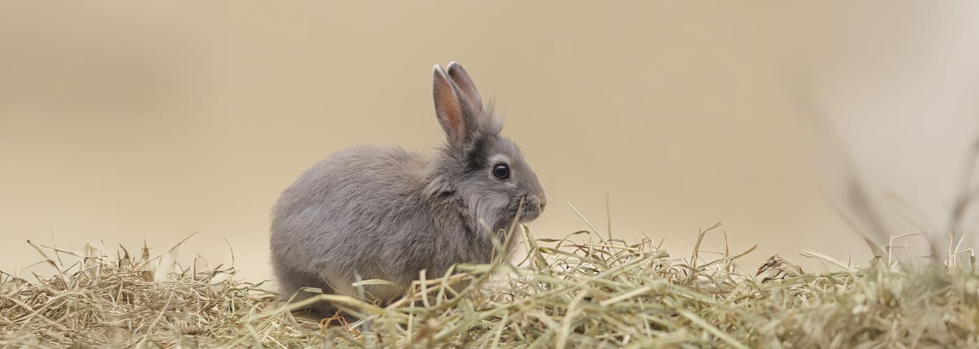 Por qué el heno de calidad Timothy Oxbow es el mejor producto para mascotas pequeñas