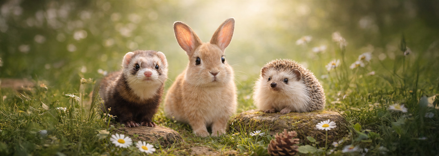 Planificación de Inventario para Veterinarias con Exoticos