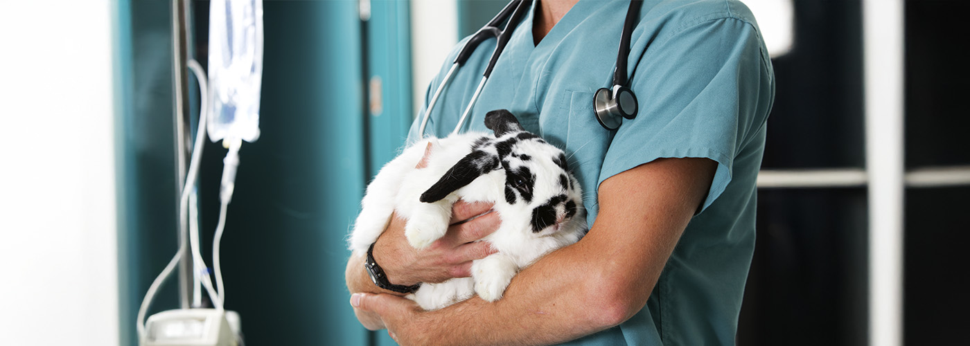 Guía nutricional para exóticos: requerimientos por especie y etapa de vida