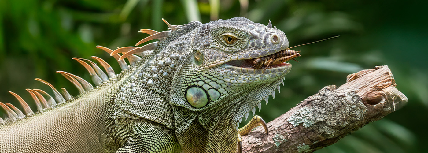 alimentación para reptiles