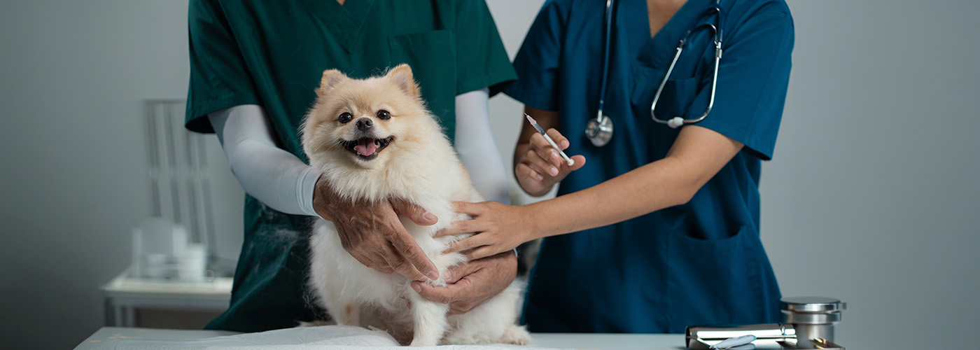 inventario de insumos veterinarios