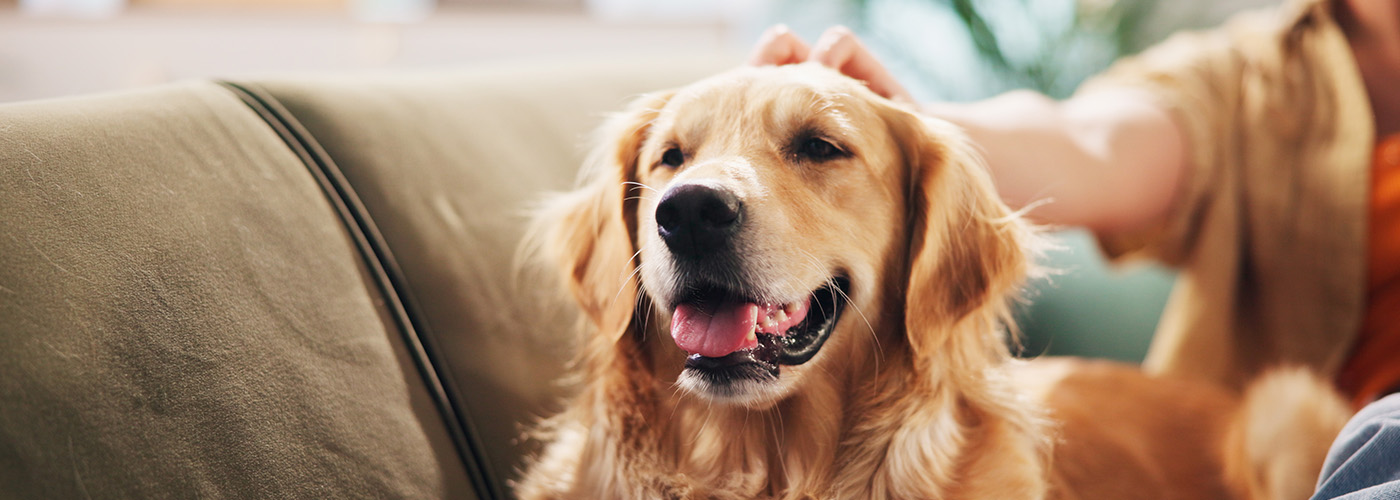 Guía técnica sobre ingredientes y calidad nutricional del alimento para perros
