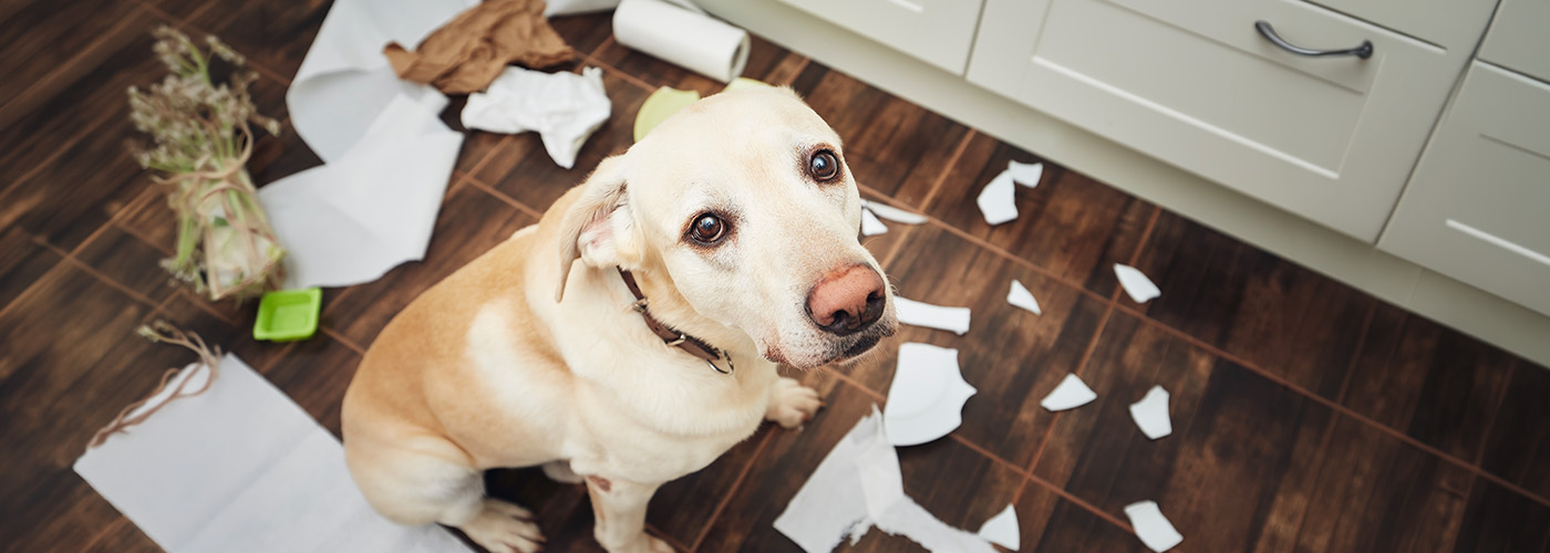 TIPOS DE CALMANTES PARA PERROS