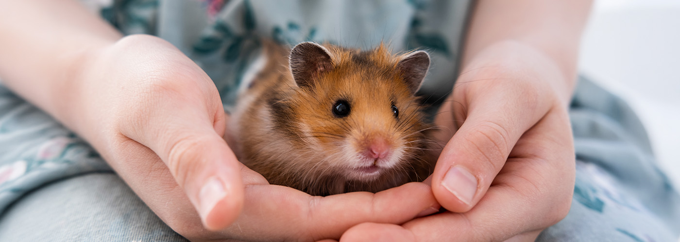 alimentacion Hamster