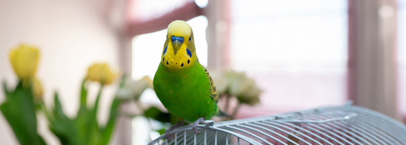 alimentacion loros