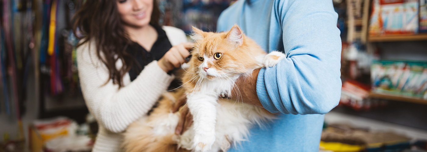 Guía profesional sobre los cuidados de un gato: