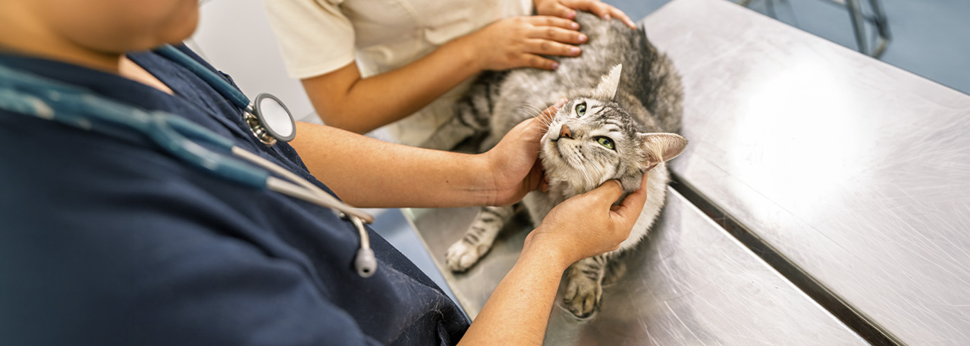 Banner_Bucal_Gatos