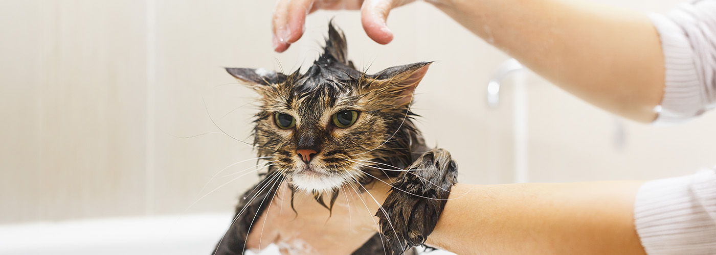bañar a un gato