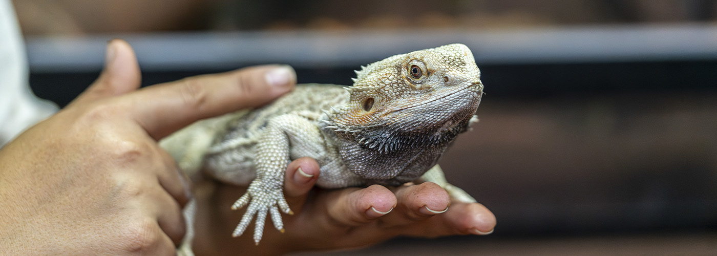 alimentacion iguana