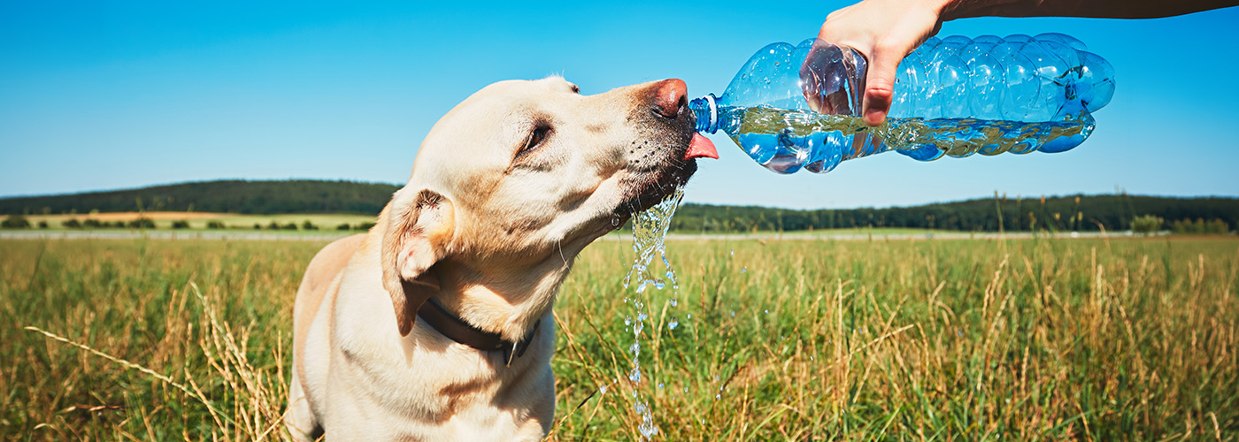 Golpe de calor en perros