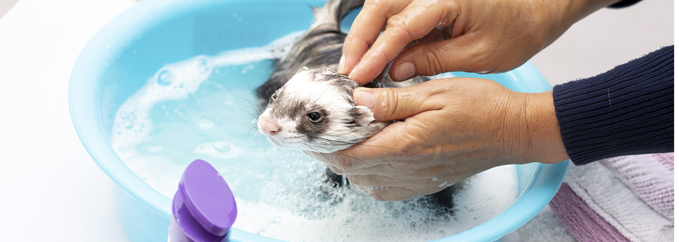 bañar a un huron