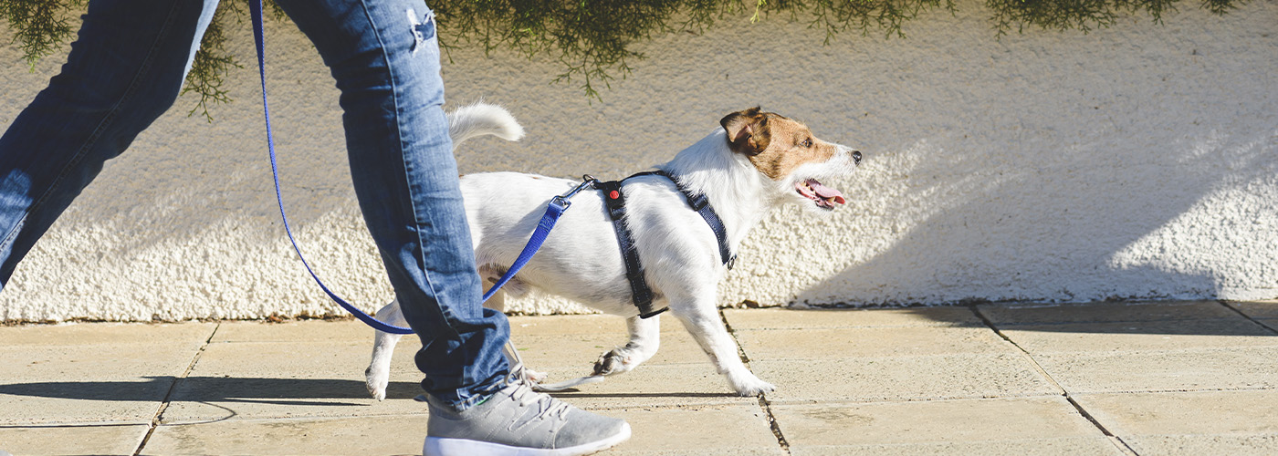 arnes para perros
