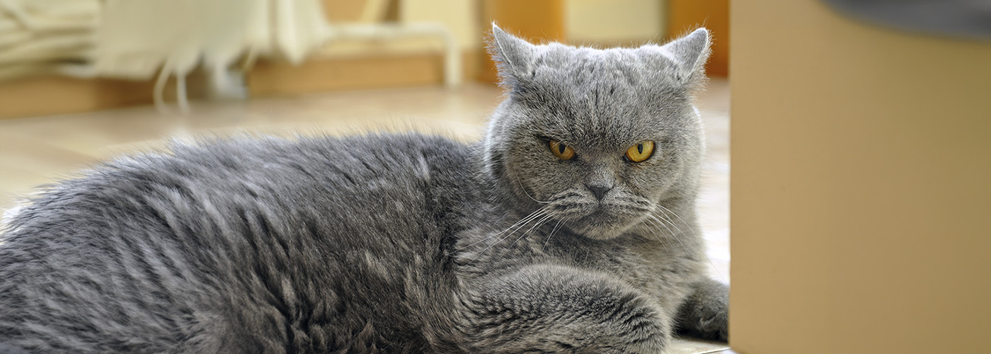 Gato estresado: cómo saberlo, síntomas y cómo ayudarlo a estar más tranquilo