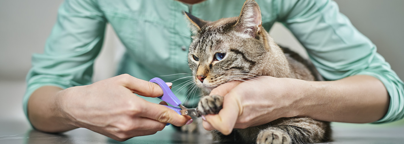 gatos uñas