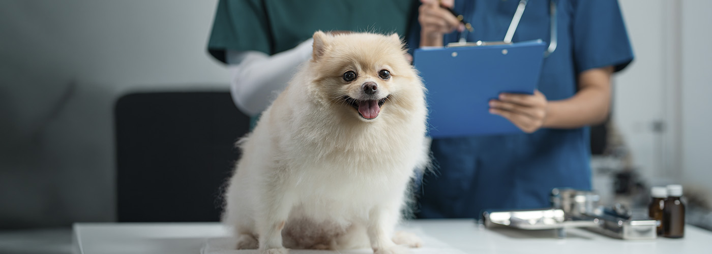 ¿Cómo administrar una clínica veterinaria? Consejos y herramientas