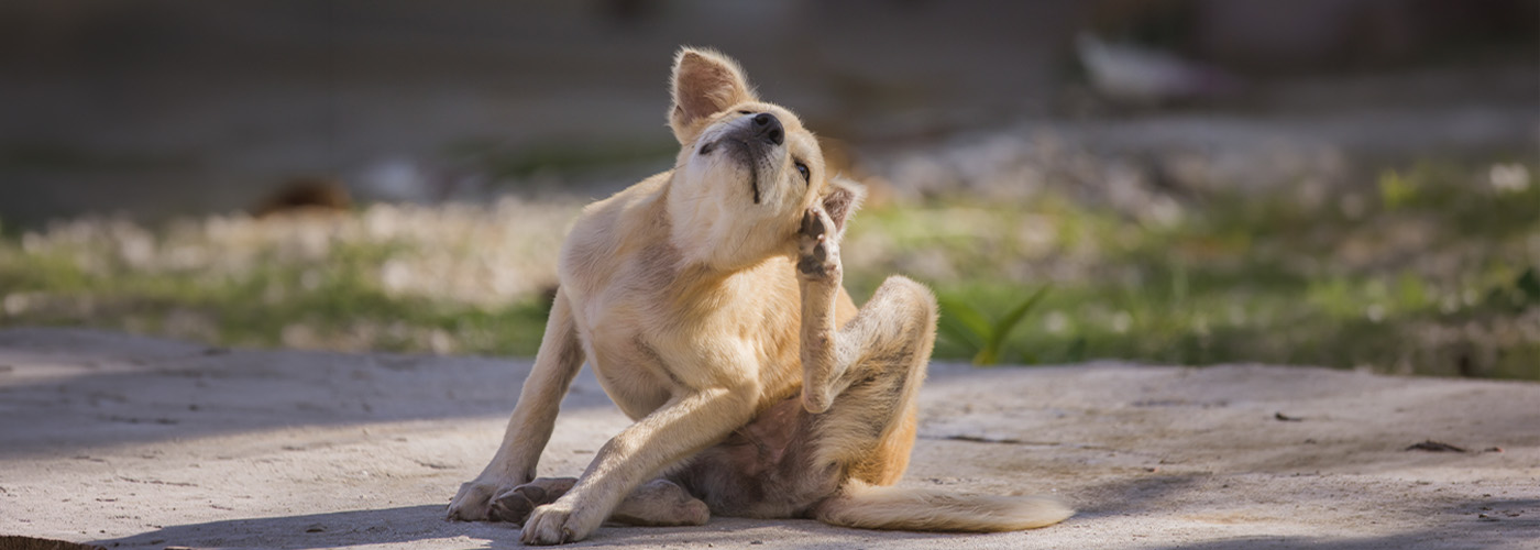 garrapatas en perros