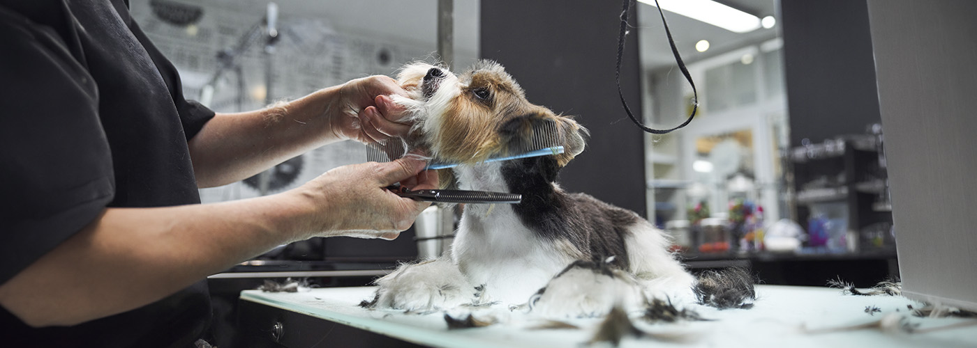 Negocio de peluquería canina: cómo iniciar, herramientas y productos